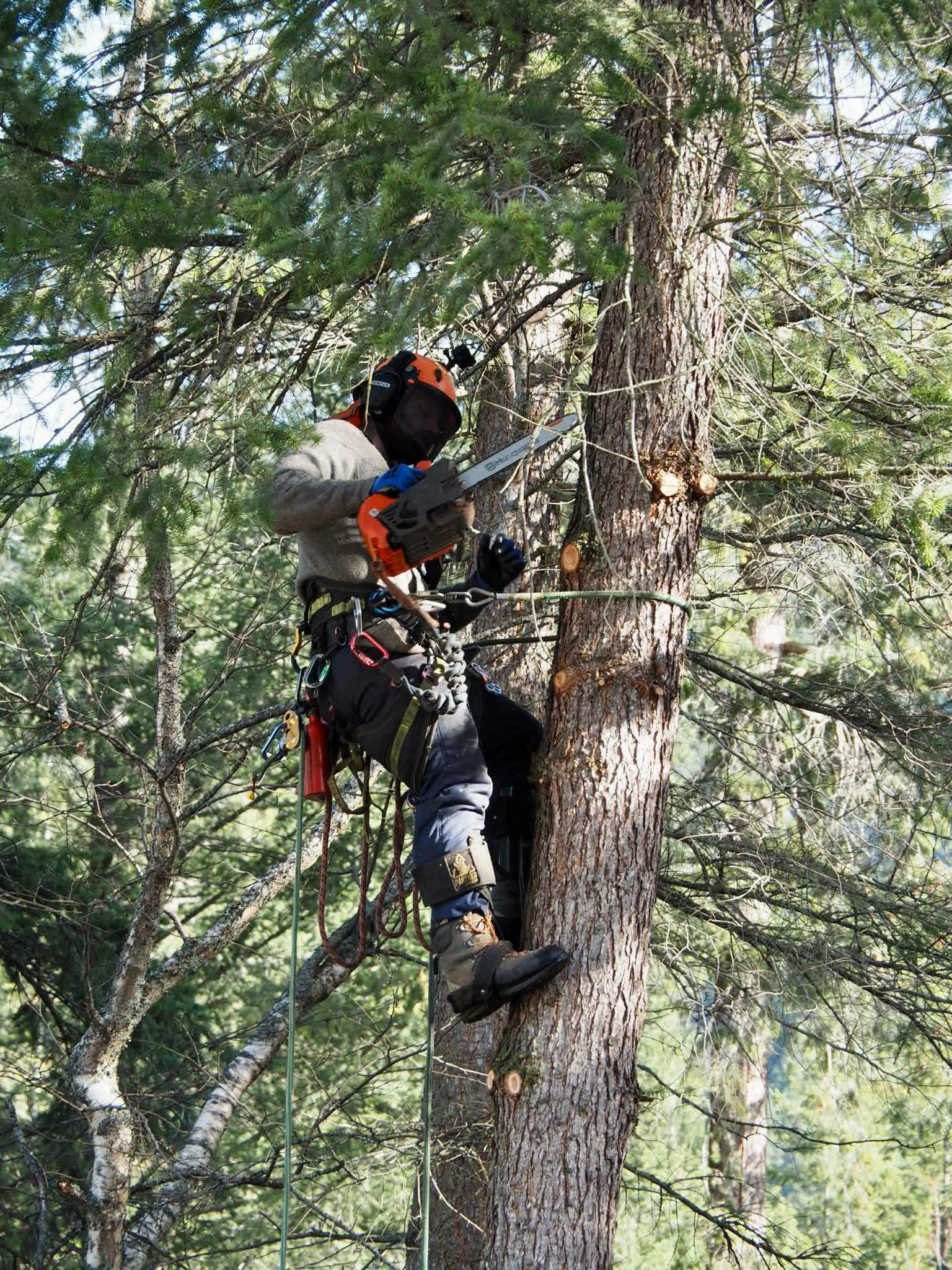 Trained arborist completing technical rigging work in a tree