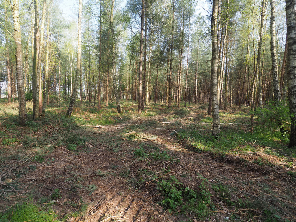 Recently thinned forest with reduced underbrush and spaced trees